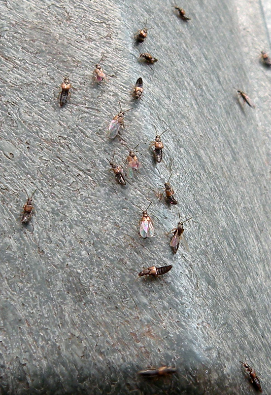 Un altro Staphylinidae?